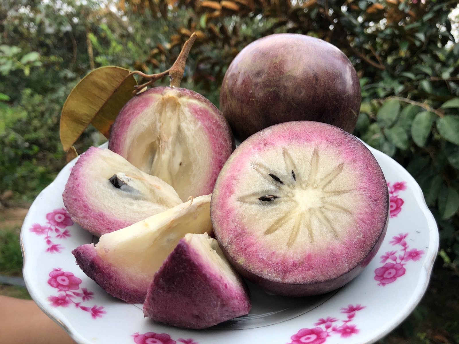 Vú sữa tím Đại Tâm lạ mắt và có hương thơm đặc trưng.
